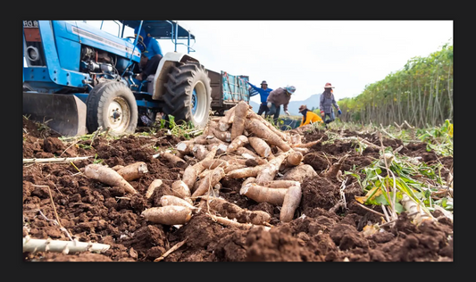 A Deep Dive Into The Sano Foods Mission From Founder Esperanza Cirilo